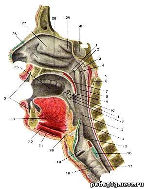 Глотка анатомия человека фото