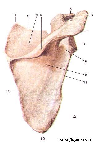Лопатка кость человека фото