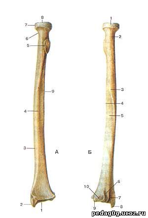Лучевая кость картинка