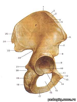 Подвздошная кость где находится фото